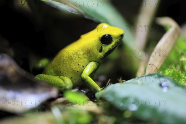 Black-legged poison frog (Phyllobates bicolor), adult, alert, South America, captive