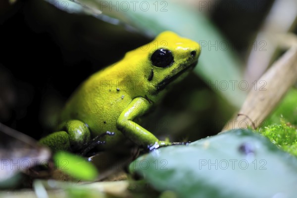 Black-legged poison frog (Phyllobates bicolor), adult, alert, South America, captive