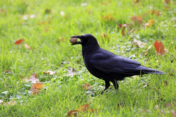 Raven (Corvus corone), adult, alert, on ground, feeding, walnut, Rhineland-Palatinate, Germany