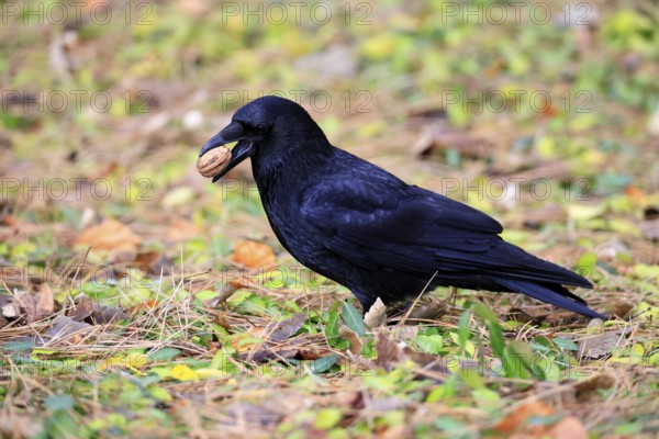Raven (Corvus corone), adult, alert, on ground, feeding, walnut, Rhineland-Palatinate, Germany