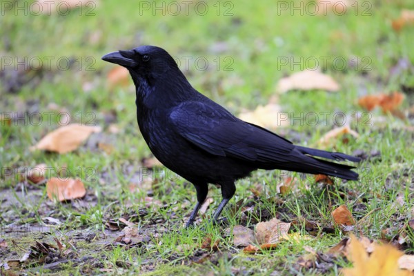 Raven (Corvus corone), adult, alert, on the ground, foraging, Rhineland-Palatinate, Germany