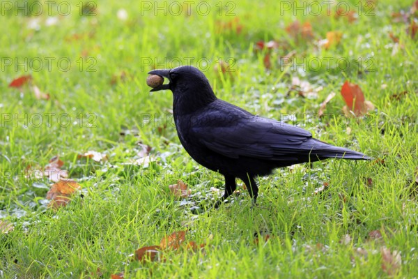 Raven (Corvus corone), adult, alert, on ground, feeding, walnut, Rhineland-Palatinate, Germany