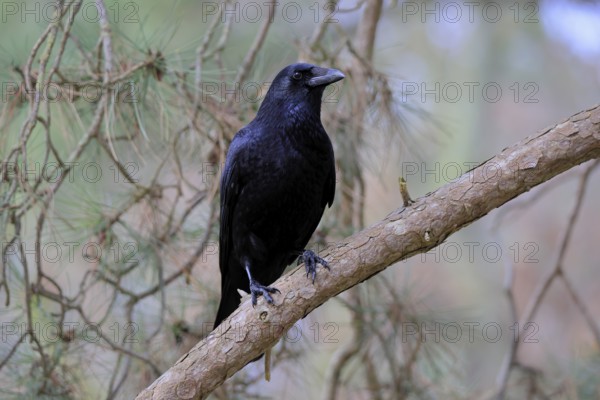 Raven crow (Corvus corone), adult, vigilant, on tree, Rhineland-Palatinate, Germany