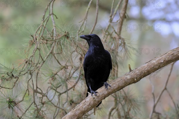 Raven crow (Corvus corone), adult, vigilant, on tree, Rhineland-Palatinate, Germany