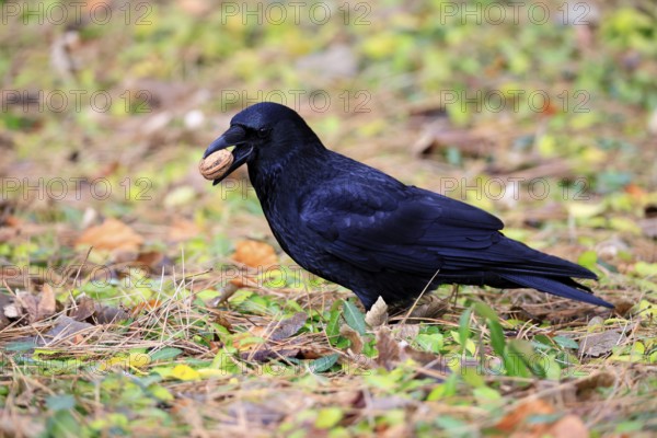 Raven (Corvus corone), adult, alert, on ground, feeding, walnut, Rhineland-Palatinate, Germany