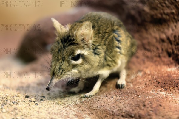 Rufous elephant shrew (Galegeeska rufescens), adult, on ground, foraging, alert, East Africa
