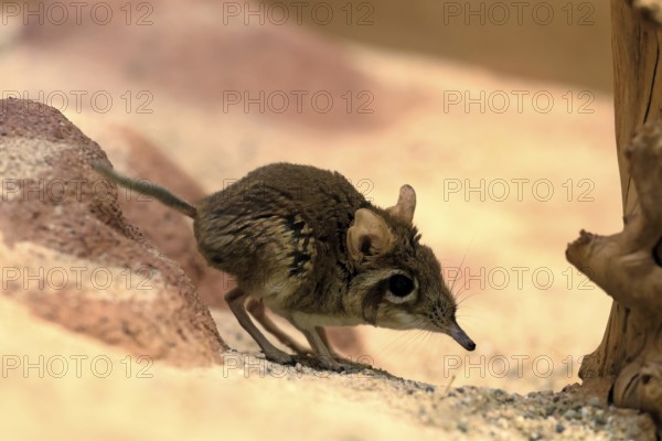 Rufous elephant shrew (Galegeeska rufescens), adult, on ground, foraging, alert, East Africa