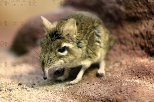 Rufous elephant shrew (Galegeeska rufescens), adult, on ground, foraging, alert, East Africa