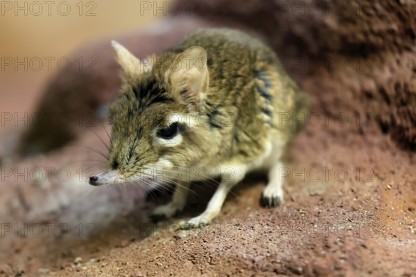 Rufous elephant shrew (Galegeeska rufescens), adult, on ground, foraging, alert, East Africa