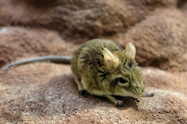 Rufous elephant shrew (Galegeeska rufescens), adult, on ground, foraging, alert, East Africa