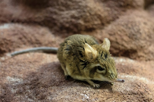 Rufous elephant shrew (Galegeeska rufescens), adult, on ground, foraging, alert, East Africa