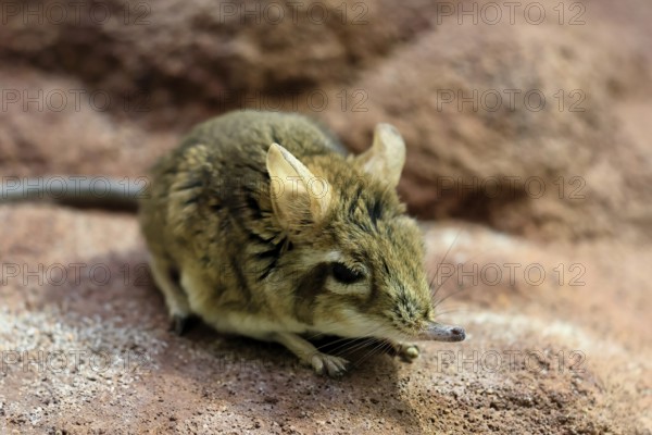 Rufous elephant shrew (Galegeeska rufescens), adult, on ground, foraging, alert, East Africa