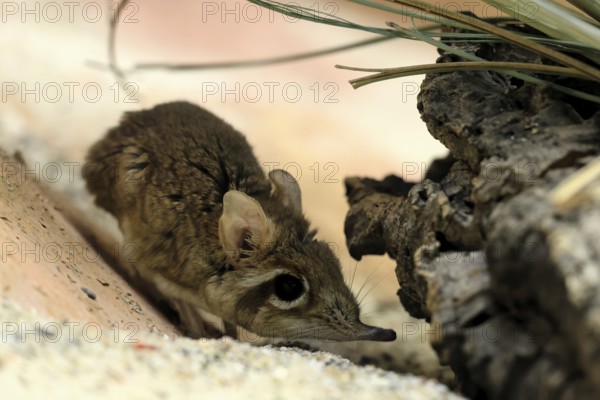 Rufous elephant shrew (Galegeeska rufescens), adult, on ground, foraging, alert, East Africa