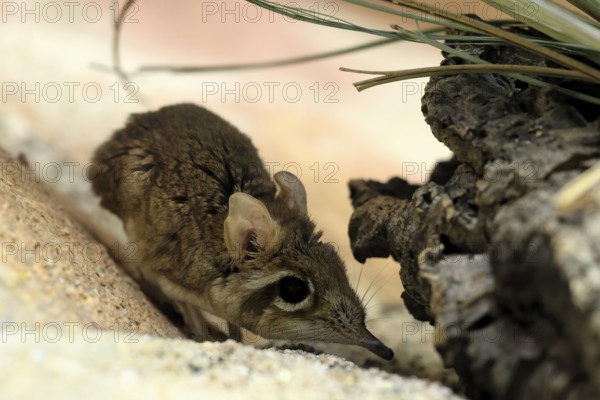 Rufous elephant shrew (Galegeeska rufescens), adult, on ground, foraging, alert, East Africa