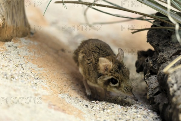 Rufous elephant shrew (Galegeeska rufescens), adult, on ground, foraging, alert, East Africa