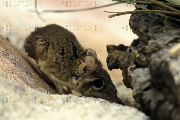 Rufous elephant shrew (Galegeeska rufescens), adult, on ground, foraging, alert, East Africa