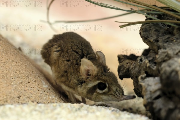 Rufous elephant shrew (Galegeeska rufescens), adult, on ground, foraging, alert, East Africa
