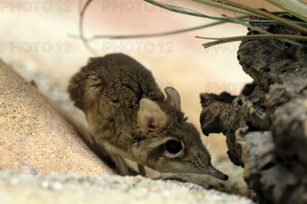 Rufous elephant shrew (Galegeeska rufescens), adult, on ground, foraging, alert, East Africa