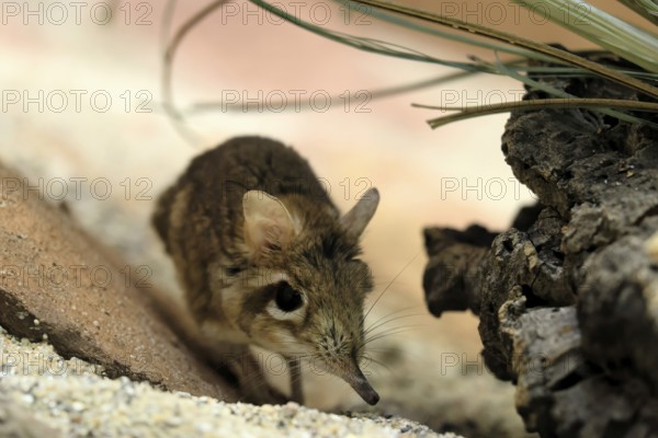 Rufous elephant shrew (Galegeeska rufescens), adult, on ground, foraging, alert, East Africa