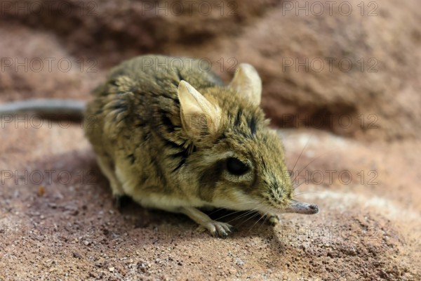 Rufous elephant shrew (Galegeeska rufescens), adult, on ground, foraging, alert, East Africa
