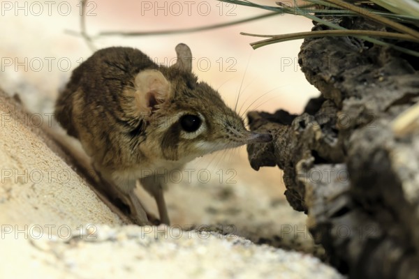 Rufous elephant shrew (Galegeeska rufescens), adult, on ground, foraging, alert, East Africa