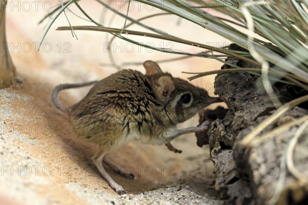 Rufous elephant shrew (Galegeeska rufescens), adult, on ground, foraging, alert, East Africa
