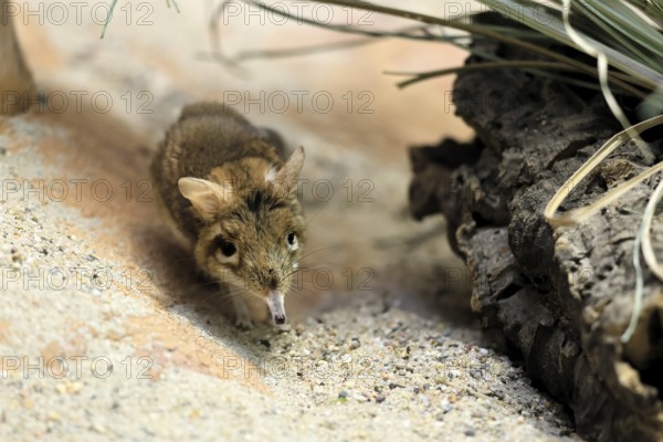 Rufous elephant shrew (Galegeeska rufescens), adult, on ground, foraging, alert, East Africa