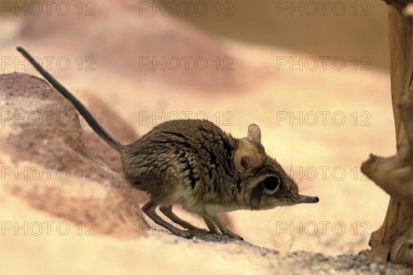 Rufous elephant shrew (Galegeeska rufescens), adult, on ground, foraging, alert, East Africa