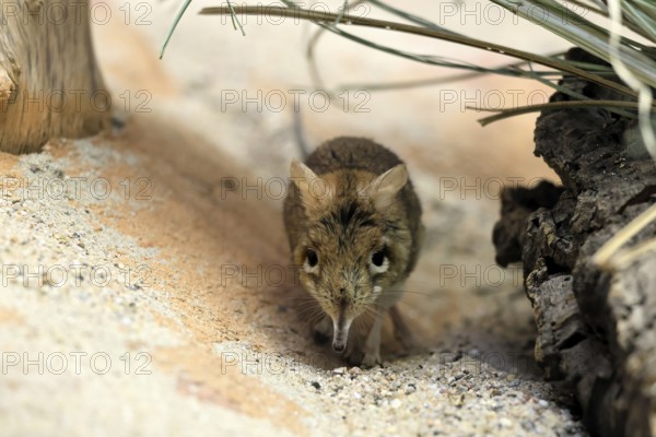 Rufous elephant shrew (Galegeeska rufescens), adult, on ground, foraging, alert, East Africa