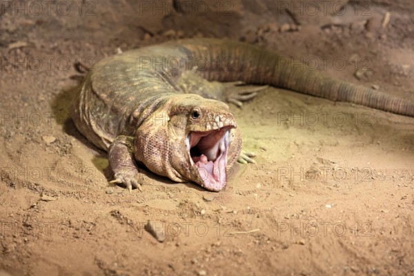 Red tegu (Salvator rufescens), adult, on ground, threatening, South America, captive