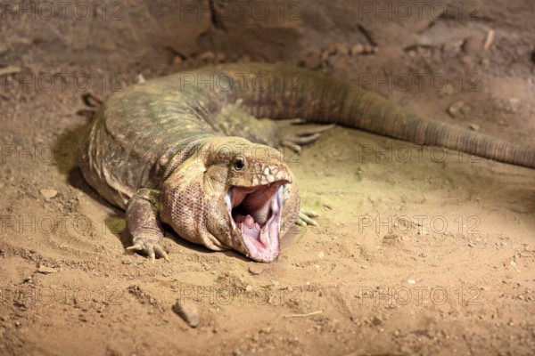 Red tegu (Salvator rufescens), adult, on ground, threatening, South America, captive