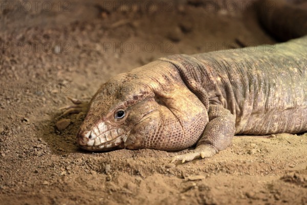 Red tegu (Salvator rufescens), adult, on ground, portrait, foraging, South America, captive