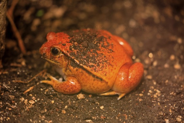 Red Tomato Frog (Dyscophus antongilii), adult, on the ground, foraging, endangered, Madagascar