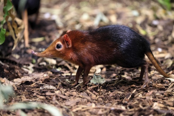 Red-shouldered proboscis dog (Rhynchocyon petersi), proboscis jumper, adult, foraging, vigilant, on ground, East Africa, Africa, captive