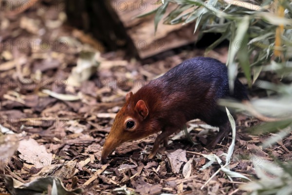 Red-shouldered proboscis dog (Rhynchocyon petersi), proboscis jumper, adult, foraging, vigilant, on ground, East Africa, Africa, captive