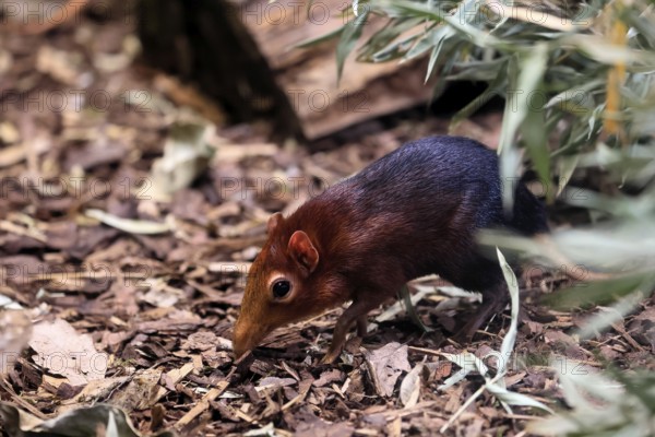 Red-shouldered proboscis dog (Rhynchocyon petersi), proboscis jumper, adult, foraging, vigilant, on ground, East Africa, Africa, captive