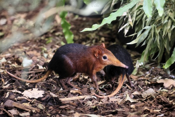 Red-shouldered proboscis dog (Rhynchocyon petersi), proboscis jumper, adult, foraging, pair, two, vigilant, on ground, East Africa, Africa, captive