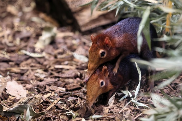 Red-shouldered proboscis dog (Rhynchocyon petersi), proboscis jumper, adult, mating, pair, two, East Africa, Africa, captive