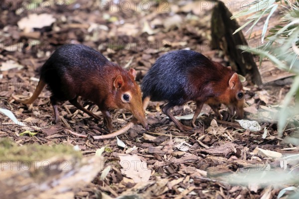 Red-shouldered proboscis dog (Rhynchocyon petersi), proboscis jumper, adult, foraging, pair, two, vigilant, on ground, East Africa, Africa, captive