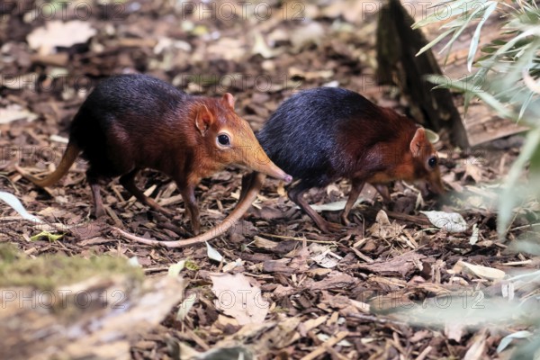Red-shouldered proboscis dog (Rhynchocyon petersi), proboscis jumper, adult, foraging, pair, two, vigilant, on ground, East Africa, Africa, captive