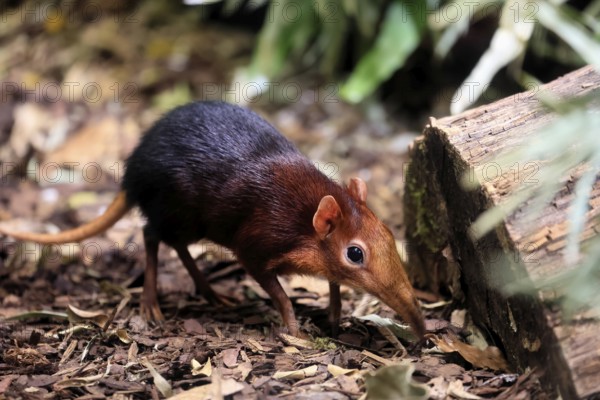 Red-shouldered proboscis dog (Rhynchocyon petersi), proboscis jumper, adult, foraging, vigilant, on ground, East Africa, Africa, captive