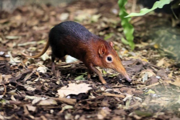 Red-shouldered proboscis dog (Rhynchocyon petersi), proboscis jumper, adult, foraging, vigilant, on ground, East Africa, Africa, captive