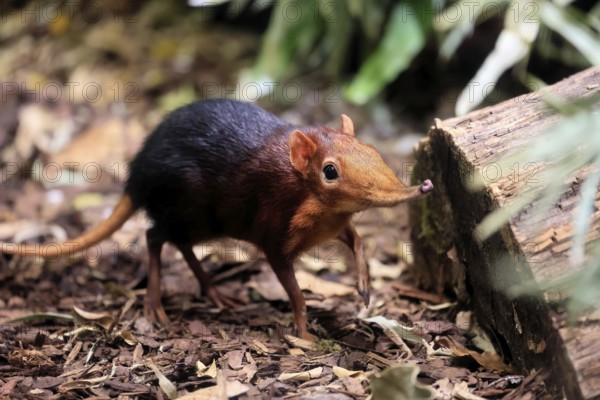 Red-shouldered proboscis dog (Rhynchocyon petersi), proboscis jumper, adult, foraging, vigilant, on ground, East Africa, Africa, captive