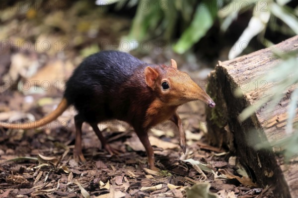 Red-shouldered proboscis dog (Rhynchocyon petersi), proboscis jumper, adult, foraging, vigilant, on ground, East Africa, Africa, captive