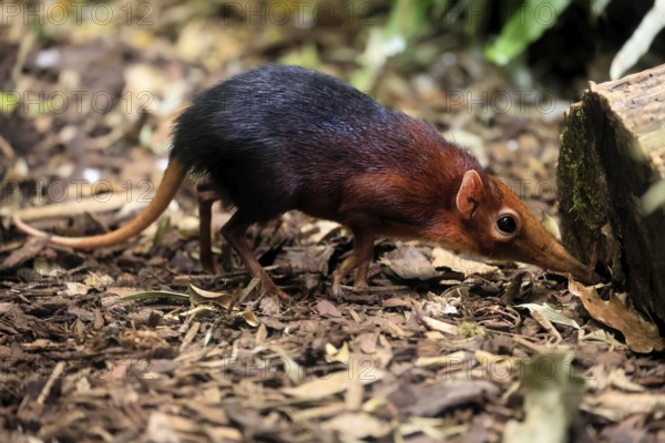 Red-shouldered proboscis dog (Rhynchocyon petersi), proboscis jumper, adult, foraging, vigilant, on ground, East Africa, Africa, captive