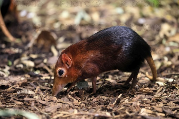 Red-shouldered proboscis dog (Rhynchocyon petersi), proboscis jumper, adult, foraging, vigilant, on ground, East Africa, Africa, captive