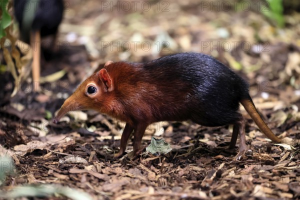 Red-shouldered proboscis dog (Rhynchocyon petersi), proboscis jumper, adult, foraging, vigilant, on ground, East Africa, Africa, captive