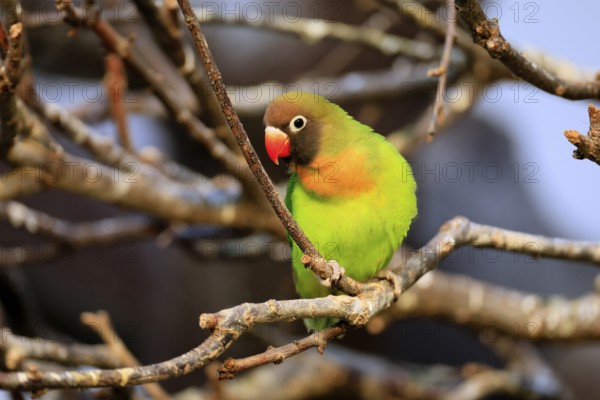 Sooty-head (Agapornis nigrigenis), adult, vigilant on tree, Zambia, Africa, captive
