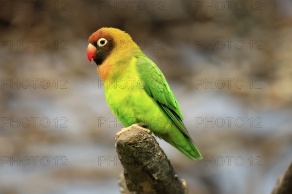 Sooty-head (Agapornis nigrigenis), adult, perch, watchful, Zambia, Africa, captive