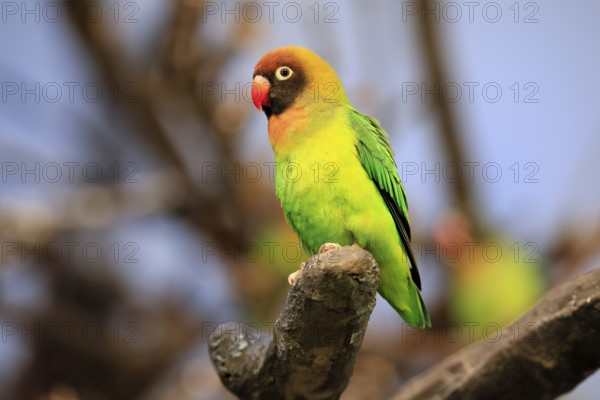 Sooty-head (Agapornis nigrigenis), adult, perch, watchful, Zambia, Africa, captive
